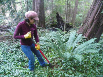 The Herbal Artist: Make Your Own Medicinal Oils Image